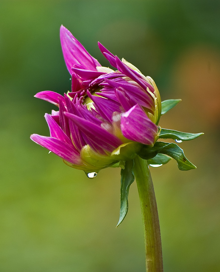 DSC_2018_edited-1.jpg