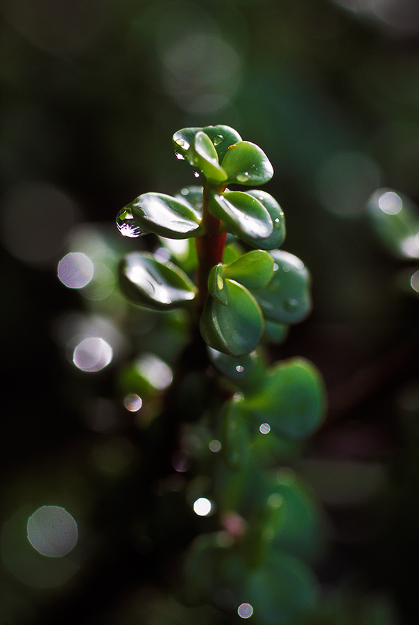 gotas de lluvia [ raindrops ]