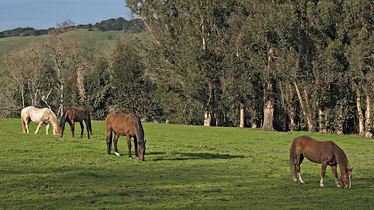 Four Horses