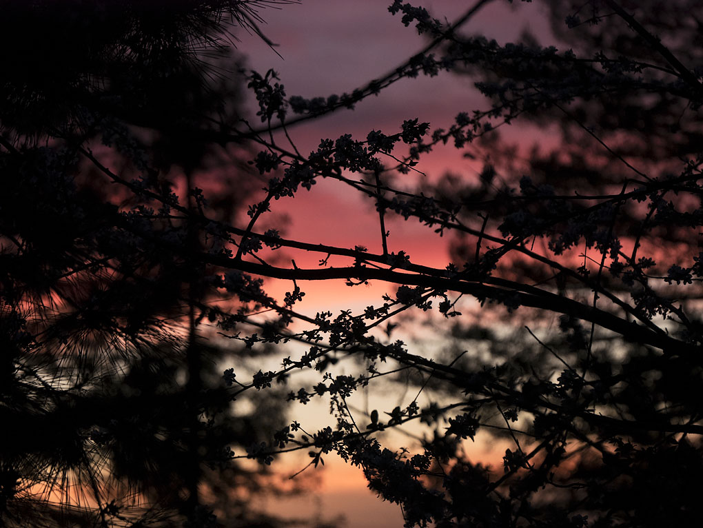 Japanese Plum Blossoms