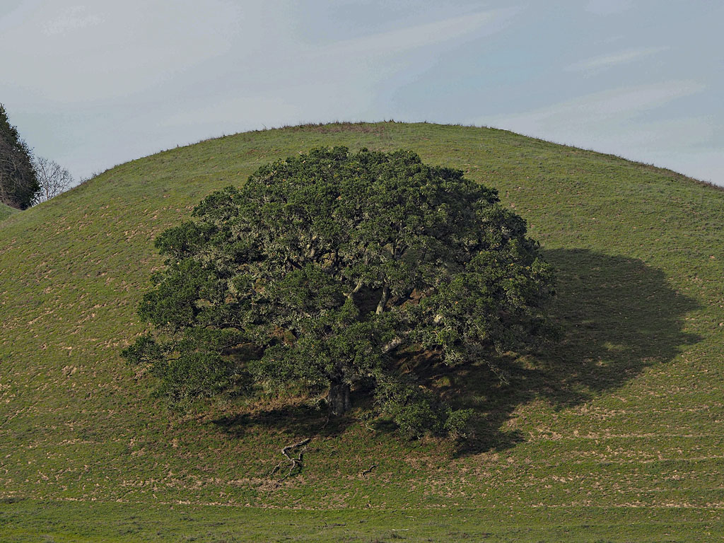 Oak, Hill