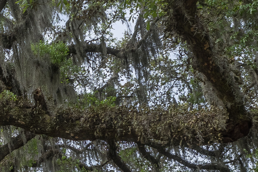 P4120074-crop for resurrection fern