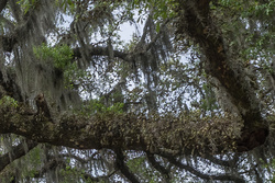 P4120074-crop for resurrection fern