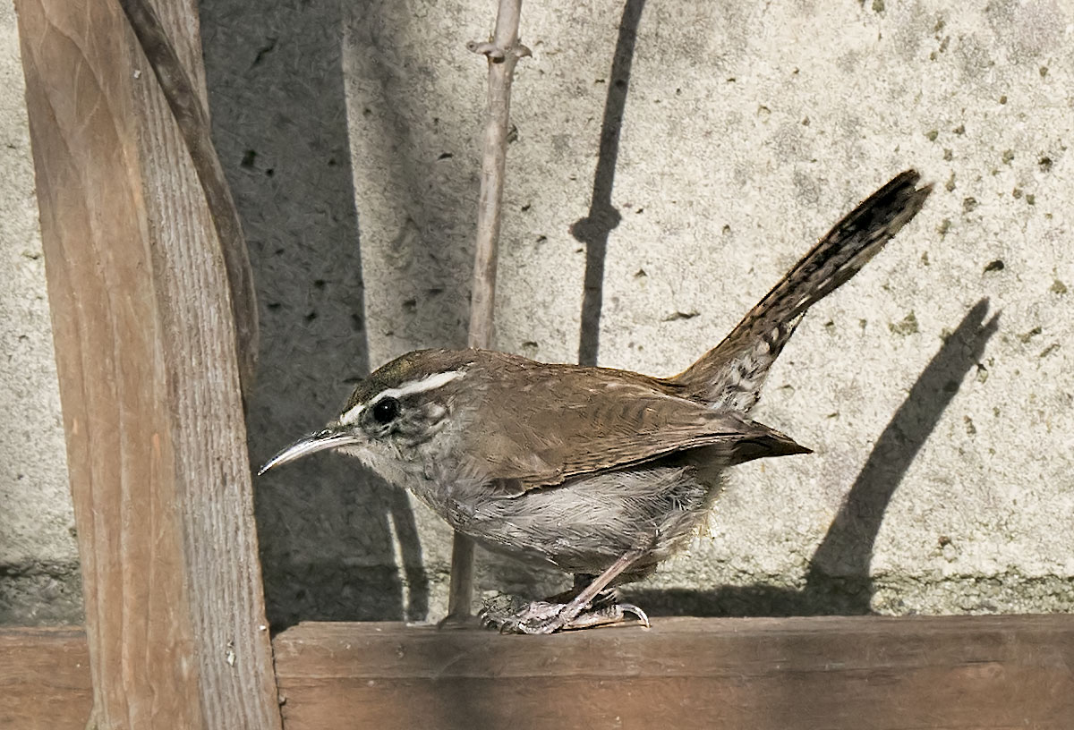 Bewick's Wren