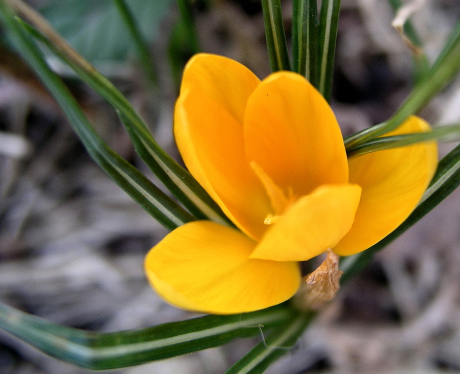 Crocus