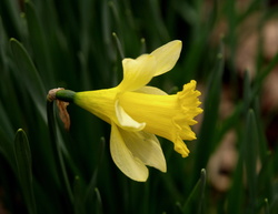 Daffy II