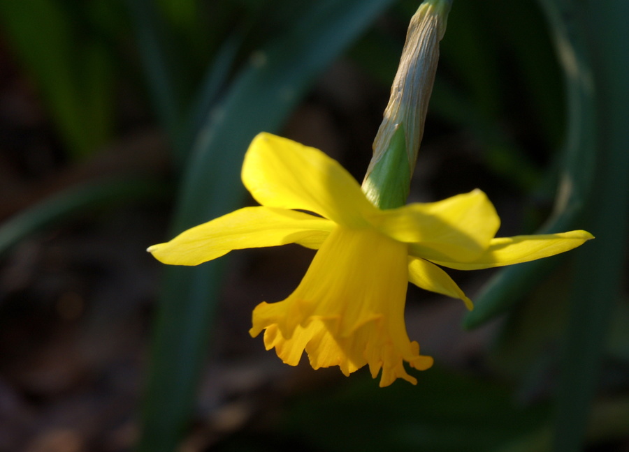 Daffy III