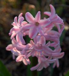 Hyacinth