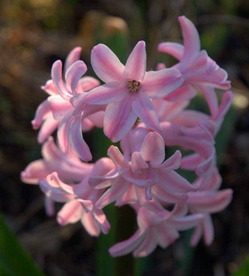 Hyacinth