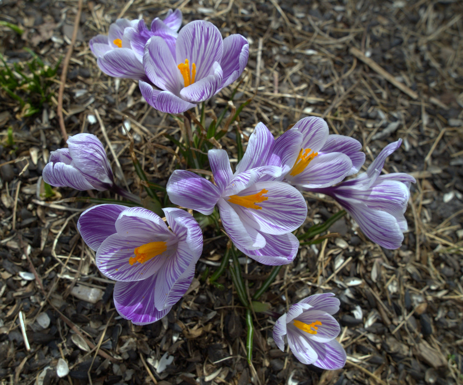 Spring Croccci