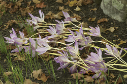 _A003475croofm