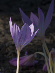 _A003467croofm