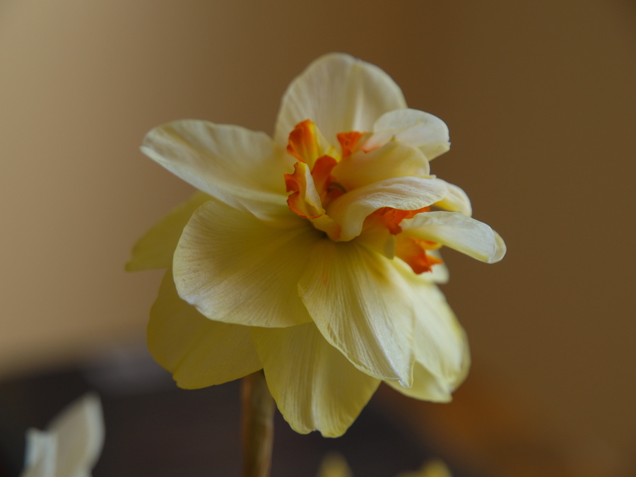 Double Daffy