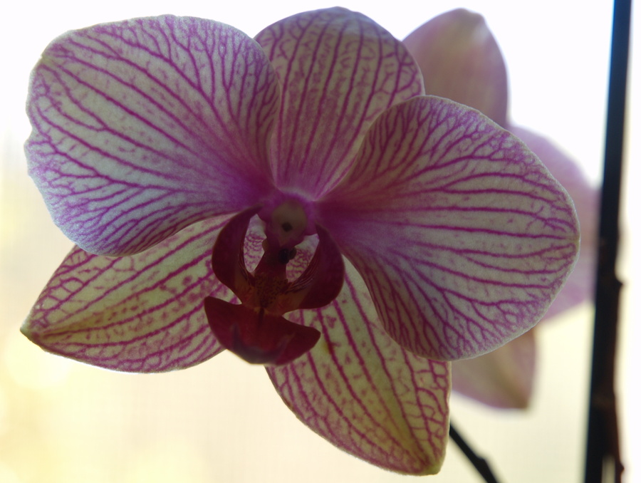 Orchid