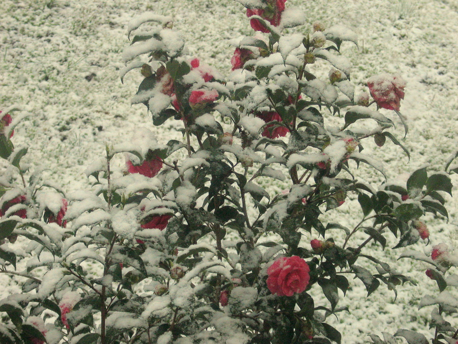 Snow flower