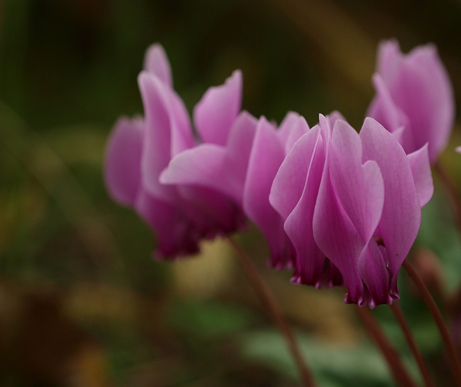 P4170736_cr-Zuiko-manual-F2.jpg