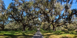 Live Oak Allee