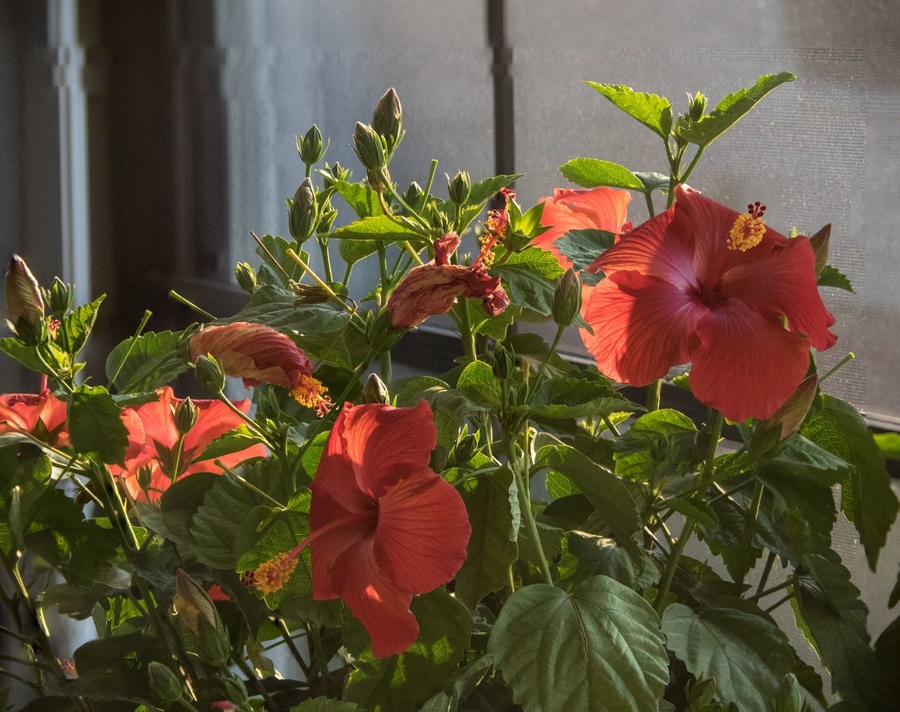 Photoshop focus stacked hibiscus