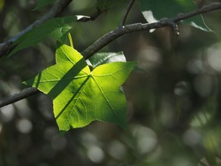 P4230845