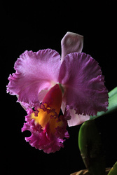 Experiments with Focus Stacking via Photoshop