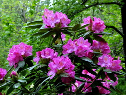 Rhody 1