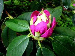 Rhody 4