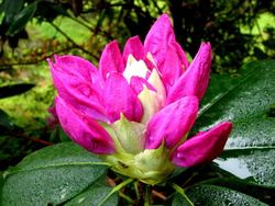 Rhody 3