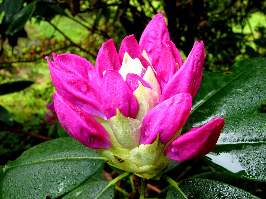 Rhody 3
