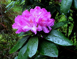 Rhody 2