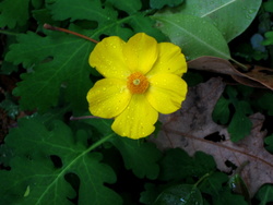 Woods Poppy