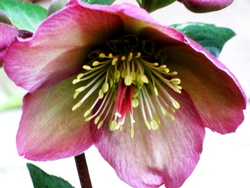 Amy's gift (Edited to provide the name of the bloom,)