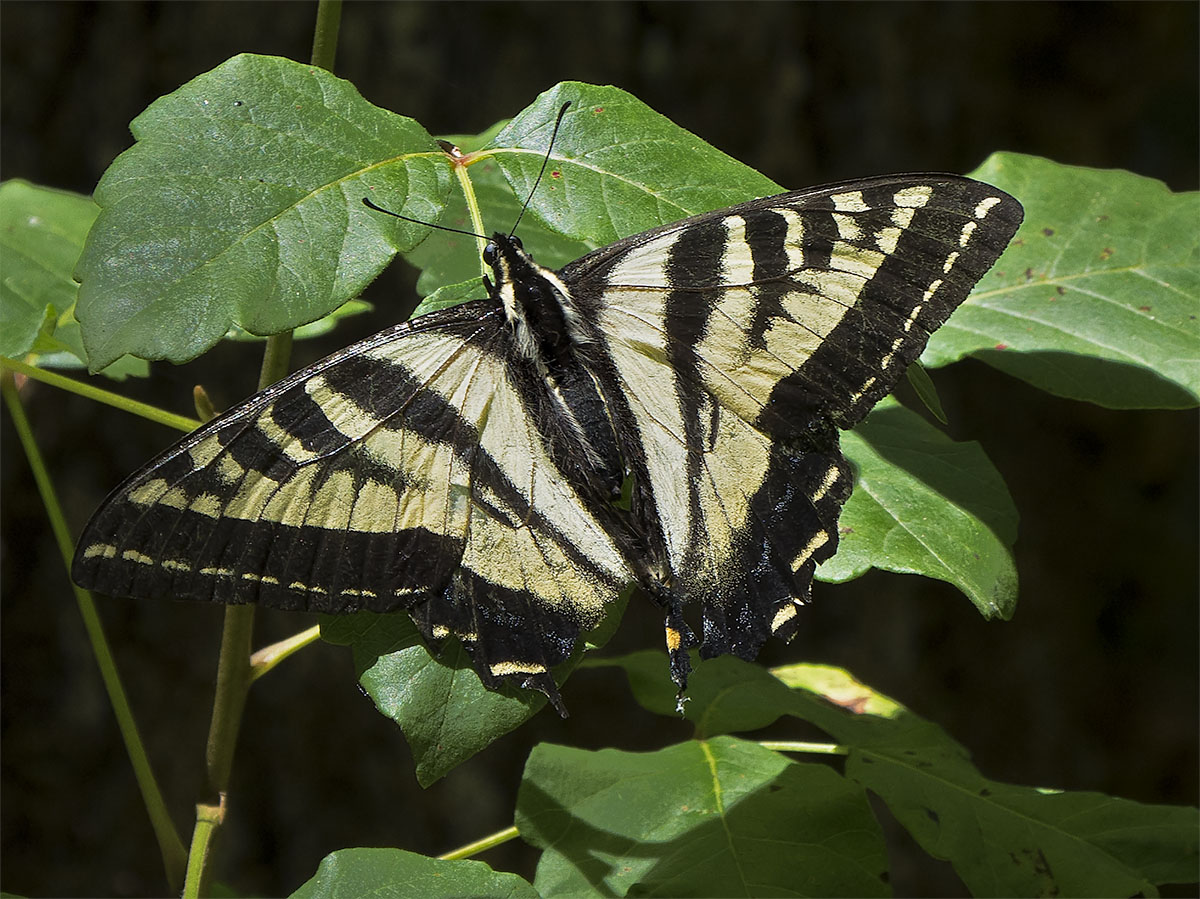 Western Tiger Swallowtail