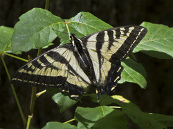 Western Tiger Swallowtail