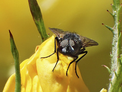 P6130275fpoofm