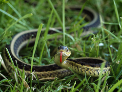 Snake in the Grass
