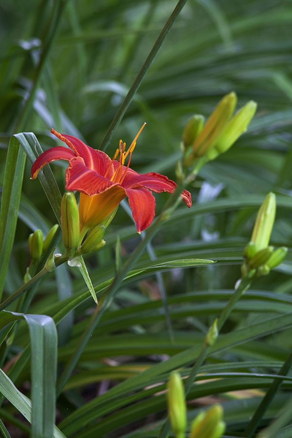 Red Lily