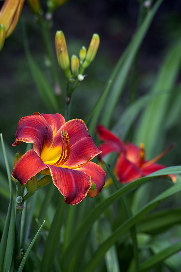 Red Lily