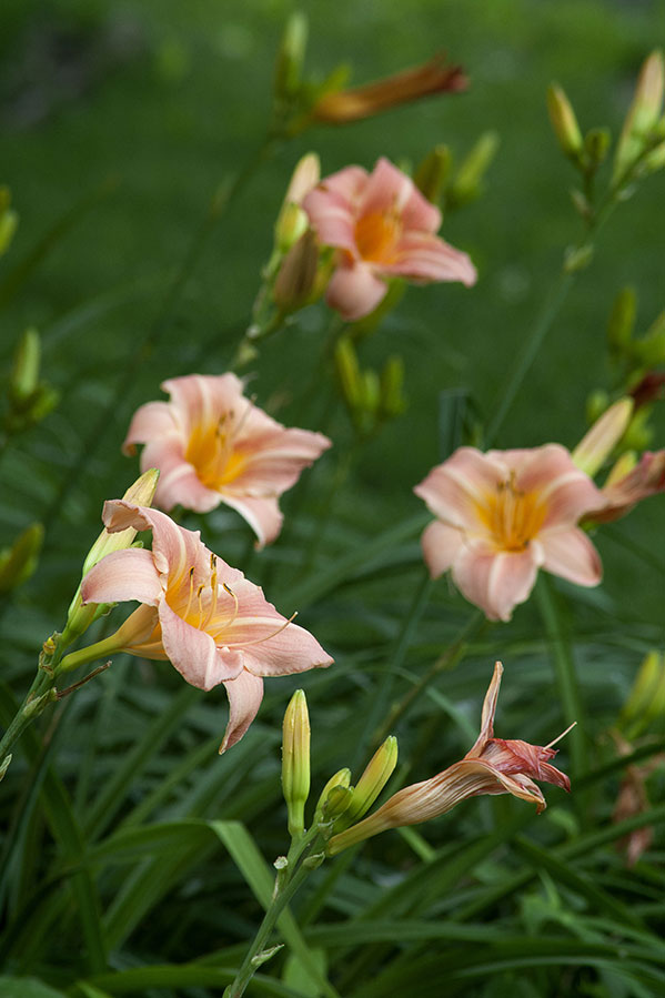 Salmon lily