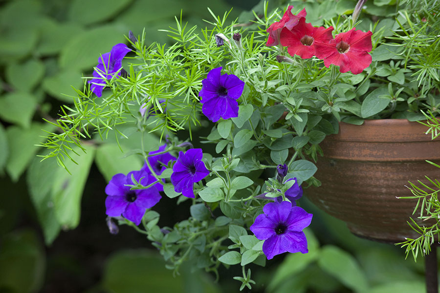 Petunias