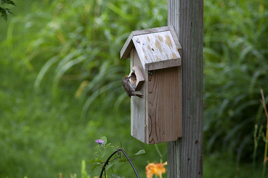 Wren @ 390mm