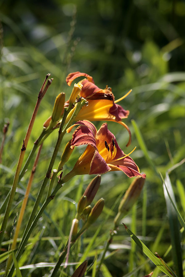 Red-Orange Lily