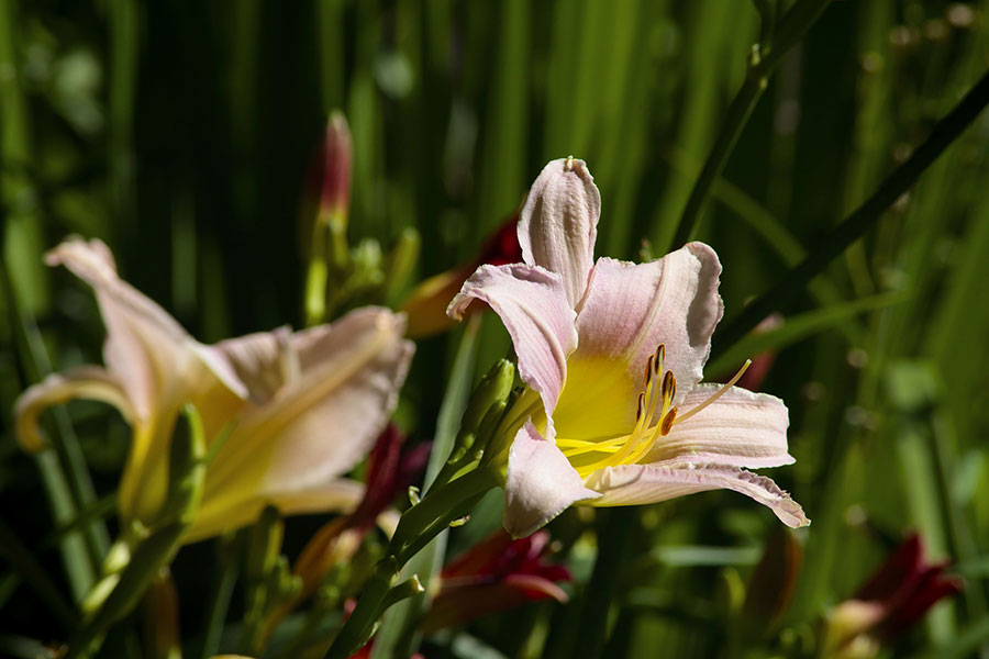 Salmon Lily