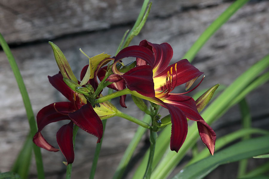 Red Lily