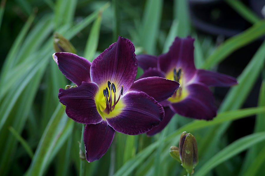 Purple Lily