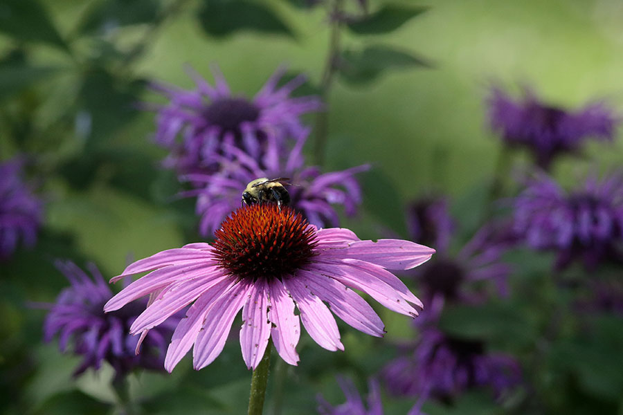 Cone flower with Bumbler