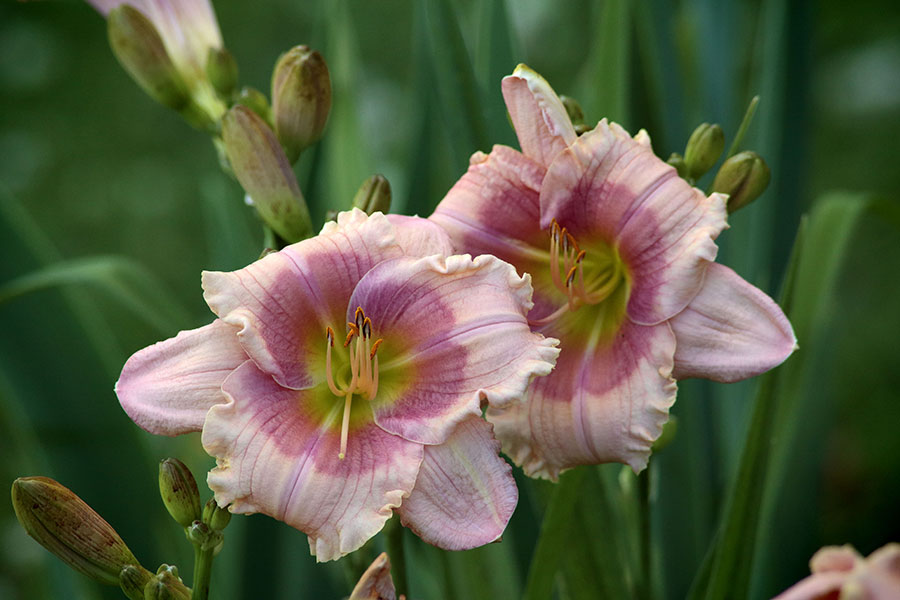 Pink and Red Lily