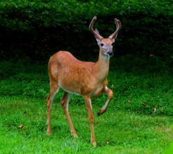 Prancer