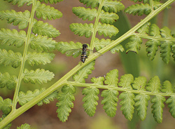 Fauna