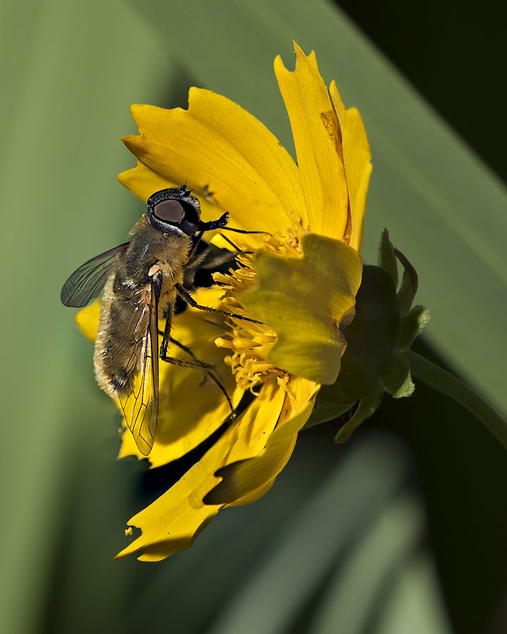 Bee Fly I