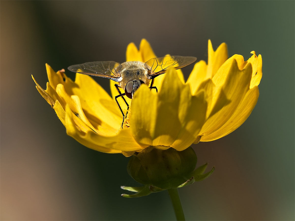 Bee Fly II